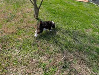 Poodle , a male Poodle - Standard  for sale in Rocky Mount, NC – Photo 6 of 10