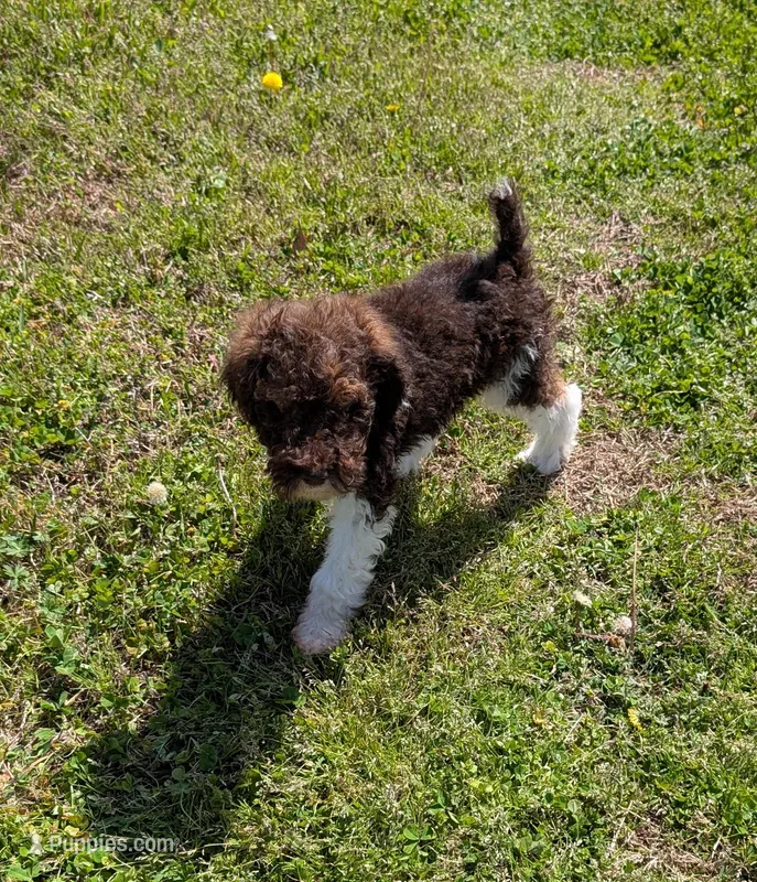 Poodle , a male Poodle - Standard  for sale in Rocky Mount, NC – Photo 1 of 10