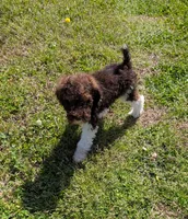 Poodle , a male Poodle - Standard  for sale in Rocky Mount, NC – Photo 1 of 10