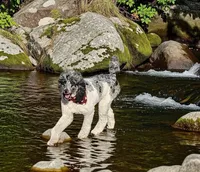 Poodle , a male Poodle - Standard  for sale in Rocky Mount, NC – Photo 9 of 10