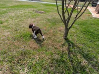 Poodle , a male Poodle - Standard  for sale in Rocky Mount, NC – Photo 7 of 10