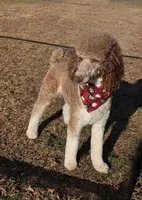 Poodle , a male Poodle - Standard  for sale in Rocky Mount, NC – Photo 8 of 10