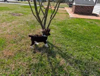 Poodle , a male Poodle - Standard  for sale in Rocky Mount, NC – Photo 4 of 10