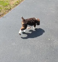 Poodle , a male Poodle - Standard  for sale in Rocky Mount, NC – Photo 10 of 10