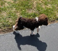 Poodle , a male Poodle - Standard  for sale in Rocky Mount, NC – Photo 2 of 10