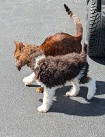 Poodle , a male Poodle - Standard  for sale in Rocky Mount, NC – Photo 3 of 10