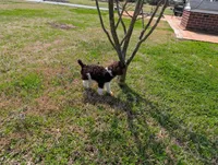 Poodle , a male Poodle - Standard  for sale in Rocky Mount, NC – Photo 5 of 10