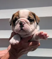 Red, a male English Bulldog for sale in Rocky Mount, NC – 2 of 5