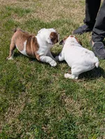 Brindle boy , a male English Bulldog for sale in Rocky Mount, NC – Photo 4 of 4