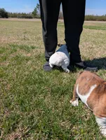 Brindle boy , a male English Bulldog for sale in Rocky Mount, NC – Photo 3 of 4