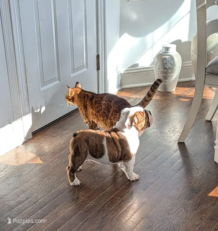 Brindle boy  – English Bulldog puppy on hold in Rocky Mount, NC