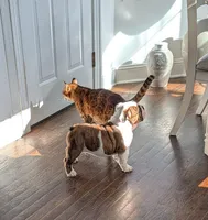 Brindle boy , a male English Bulldog for sale in Rocky Mount, NC – Photo 1 of 4