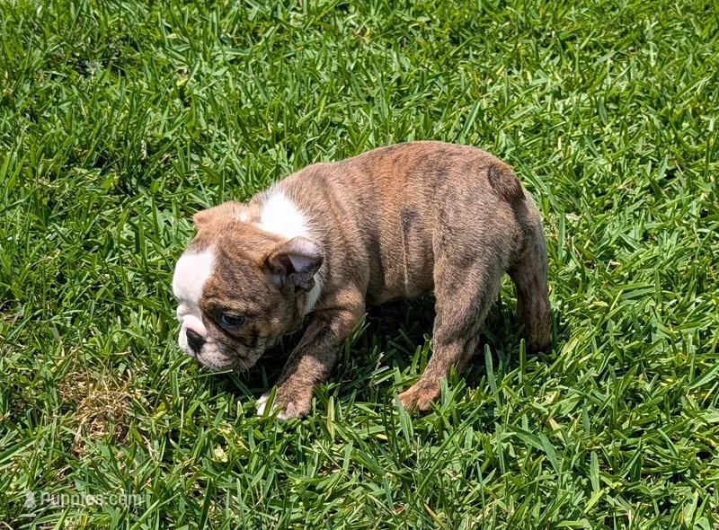 Red Brindle Female  – English Bulldog puppy for sale in Rocky Mount, NC