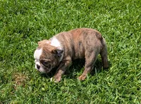 Red Brindle Female , a female English Bulldog for sale in Rocky Mount, NC – 1 of 1