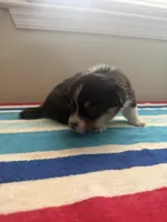Dinero, a male Pembroke Welsh Corgi for sale in Wilsons, VA – 2 of 5
