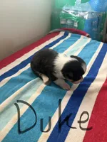 Duke, a male Pembroke Welsh Corgi for sale in Wilsons, VA – 1 of 3