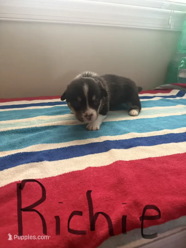 Richie – Pembroke Welsh Corgi puppy for sale in Wilsons, VA