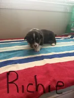 Richie, a male Pembroke Welsh Corgi for sale in Wilsons, VA – 1 of 5