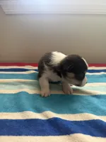 Joy, a male Pembroke Welsh Corgi for sale in Wilsons, VA – 4 of 5