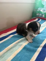 Joy, a male Pembroke Welsh Corgi for sale in Wilsons, VA – 3 of 5