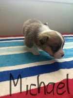 Michael, a male Pembroke Welsh Corgi for sale in Wilsons, VA – 1 of 4