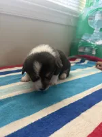 Richie, a male Pembroke Welsh Corgi for sale in Wilsons, VA – 2 of 5