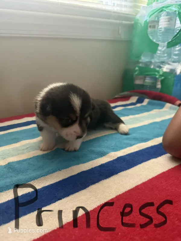 Princess  – Pembroke Welsh Corgi puppy for sale in Wilsons, VA