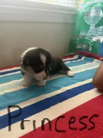 Princess , a female Pembroke Welsh Corgi for sale in Wilsons, VA – 1 of 4