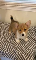 Ruby, a female Pembroke Welsh Corgi for sale in Wilsons, VA – 1 of 6
