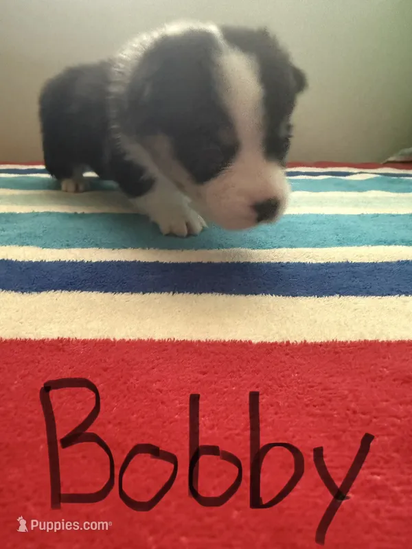 Bobby  – Pembroke Welsh Corgi puppy for sale in Wilsons, VA
