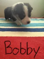 Bobby , a male Pembroke Welsh Corgi for sale in Wilsons, VA – 1 of 1