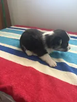 Cash, a male Pembroke Welsh Corgi for sale in Wilsons, VA – 3 of 4