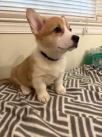 Don, a male Pembroke Welsh Corgi for sale in Wilsons, VA – 1 of 6