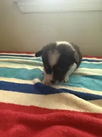 Duke, a male Pembroke Welsh Corgi for sale in Wilsons, VA – 2 of 3