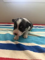 Joy, a male Pembroke Welsh Corgi for sale in Wilsons, VA – 2 of 5