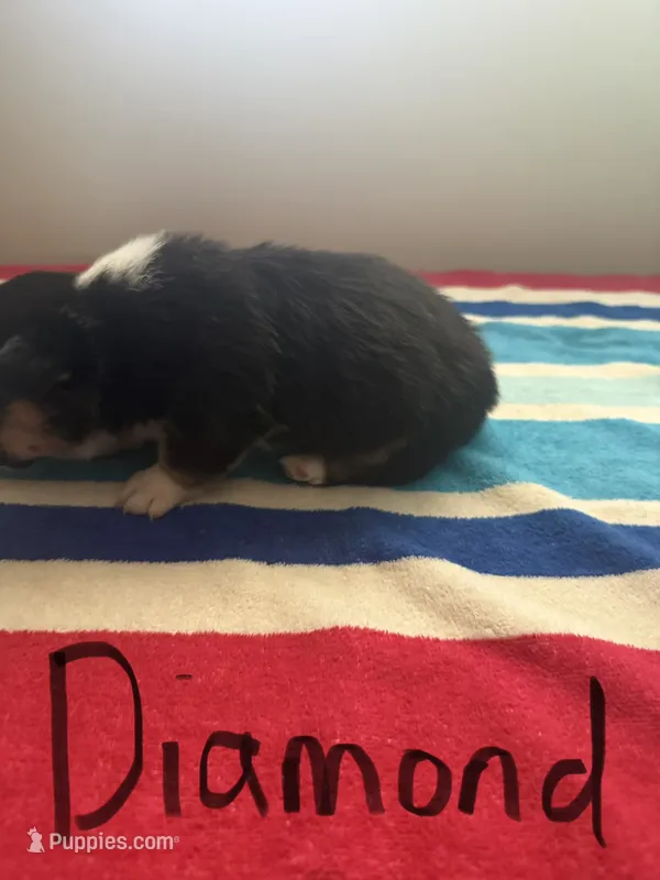 Diamond  – Pembroke Welsh Corgi puppy for sale in Wilsons, VA