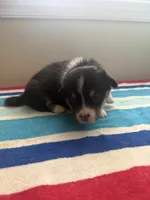 Dinero, a male Pembroke Welsh Corgi for sale in Wilsons, VA – 5 of 5
