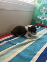 King, a male Pembroke Welsh Corgi for sale in Wilsons, VA – 3 of 5