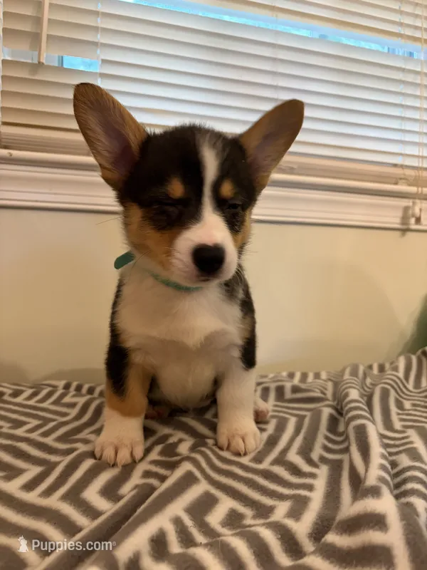 Joy – Pembroke Welsh Corgi puppy for sale in Wilsons, VA