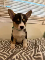 Joy, a male Pembroke Welsh Corgi for sale in Wilsons, VA – 1 of 8