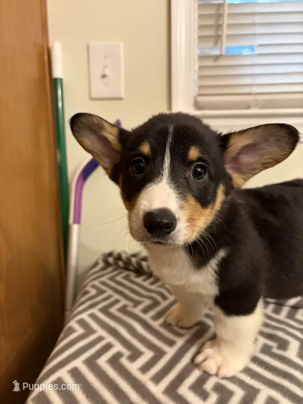 Max – Pembroke Welsh Corgi puppy for sale in Wilsons, VA