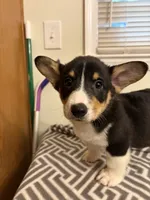 Max, a male Pembroke Welsh Corgi for sale in Wilsons, VA – 1 of 5