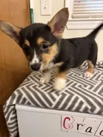 Diamond , a female Pembroke Welsh Corgi for sale in Wilsons, VA – 2 of 5