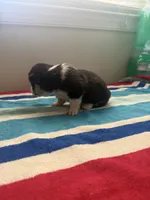 Sapphire, a male Pembroke Welsh Corgi for sale in Wilsons, VA – 5 of 5