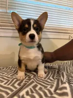 Joy, a male Pembroke Welsh Corgi for sale in Wilsons, VA – 4 of 8