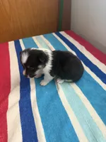Duke, a male Pembroke Welsh Corgi for sale in Wilsons, VA – 3 of 3
