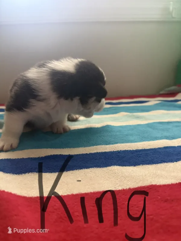 King – Pembroke Welsh Corgi puppy for sale in Wilsons, VA