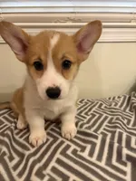 Don, a male Pembroke Welsh Corgi for sale in Wilsons, VA – 2 of 6