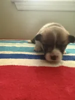 Ruby, a female Pembroke Welsh Corgi for sale in Wilsons, VA – 2 of 5