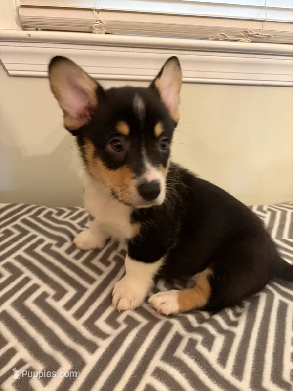 Bobby  – Pembroke Welsh Corgi puppy for sale in Wilsons, VA